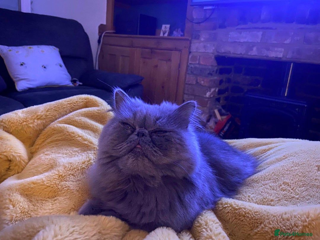 Persian cats for sale: Our beautiful pedigree Persian girl Winnie - Advert 3