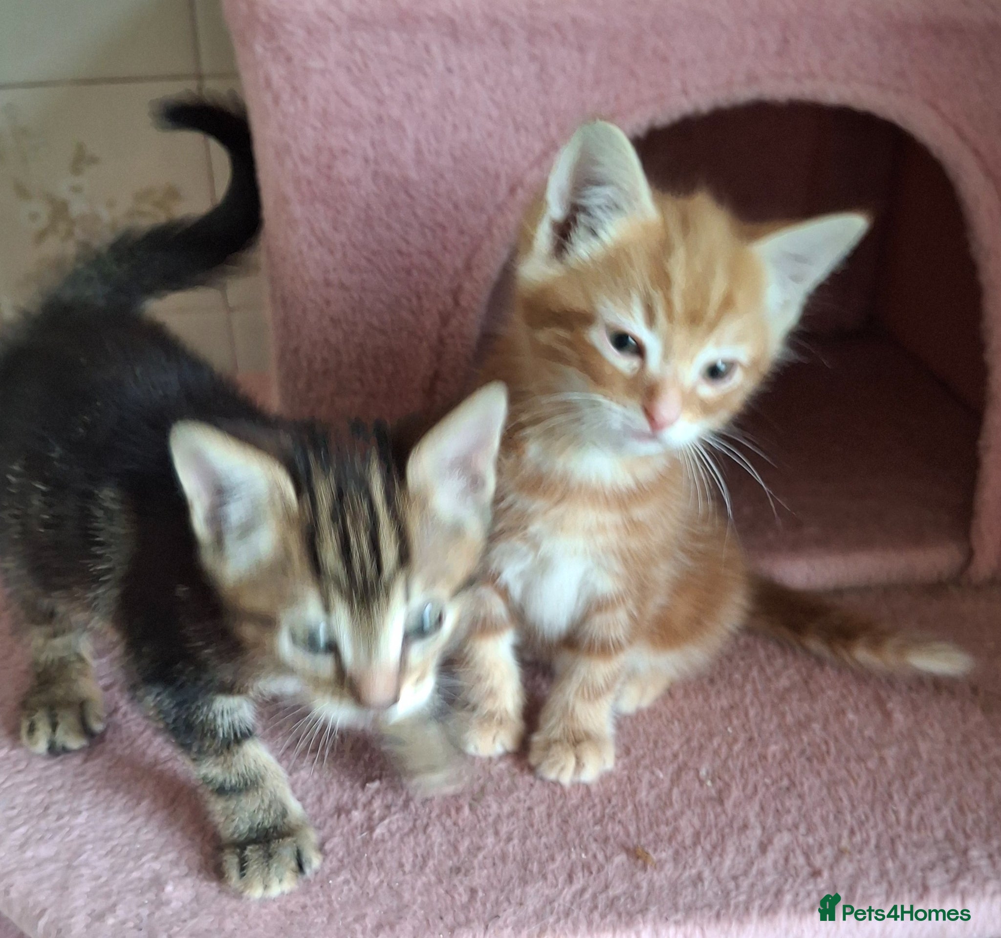 Mixed Breed cats for sale: 2 Beautiful Boys Available  - Advert 4