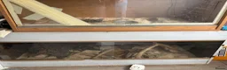 Corn Snake reptiles for sale: Two beautiful corn snakes for sale - Advert 12