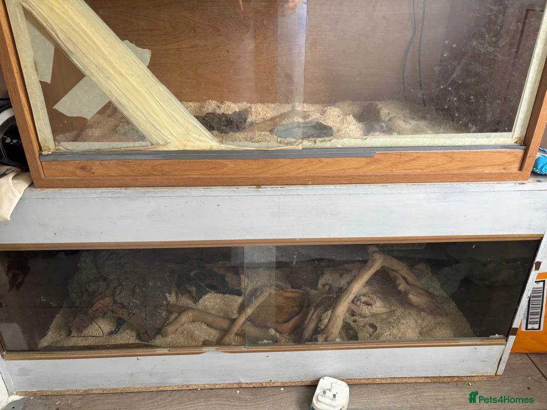 Corn Snake reptiles for sale: Two beautiful corn snakes for sale - Advert 12
