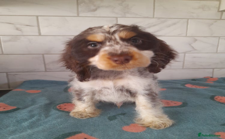 Cocker Spaniel dogs - Advert 10