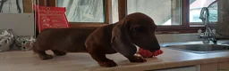 Dachshund dogs for sale: OUTSTANDING KC REGISTERED DACHSHUND - Advert 3