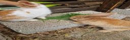 Mixed Breed rabbits for sale: Baby bunnies  in Hartlepool - Advert 3