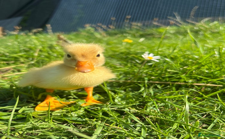 Ducks poultry - Advert 8
