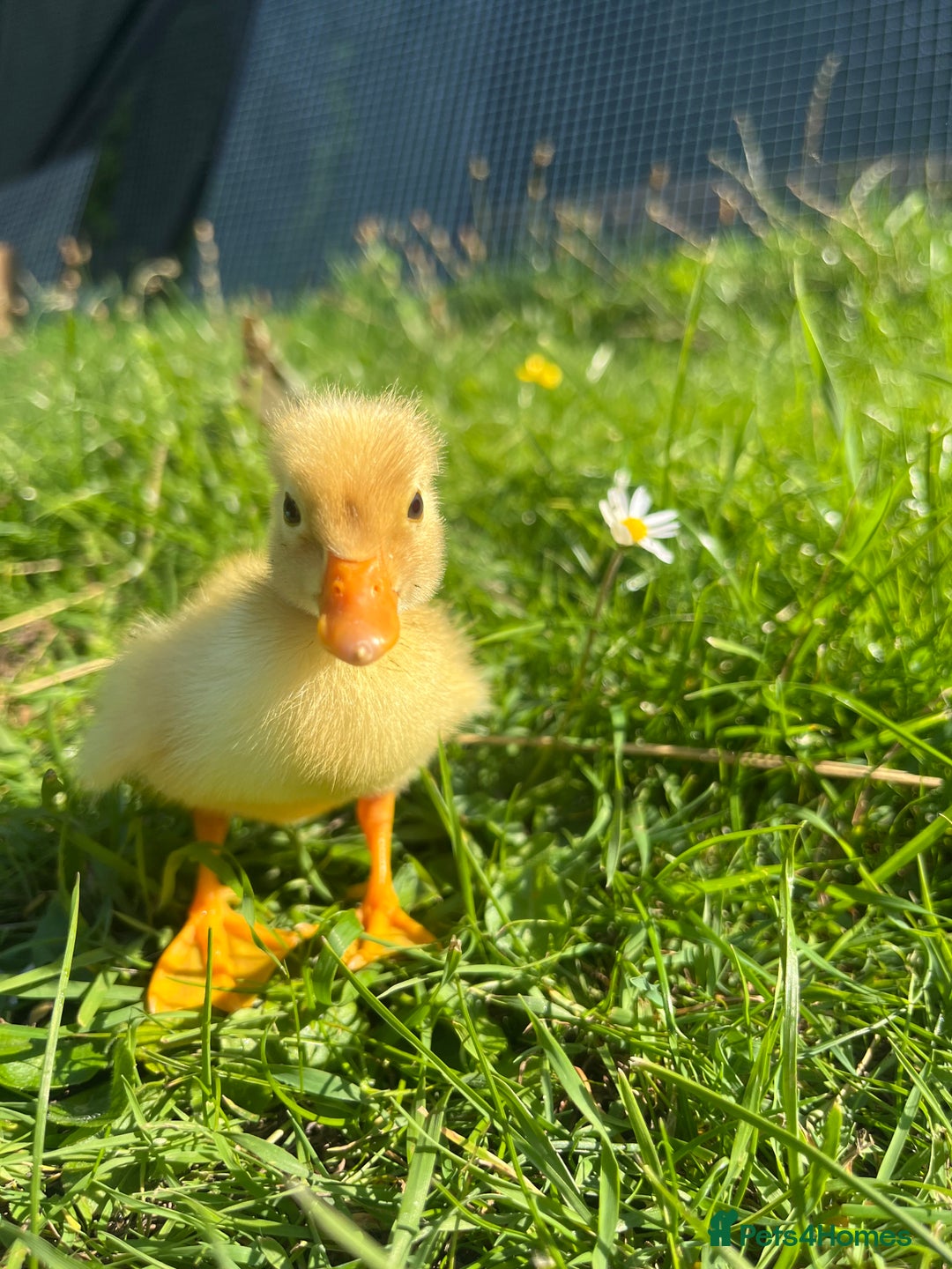 Ducks poultry for sale: Day Old Aylesbury Ducklings  - Image 1