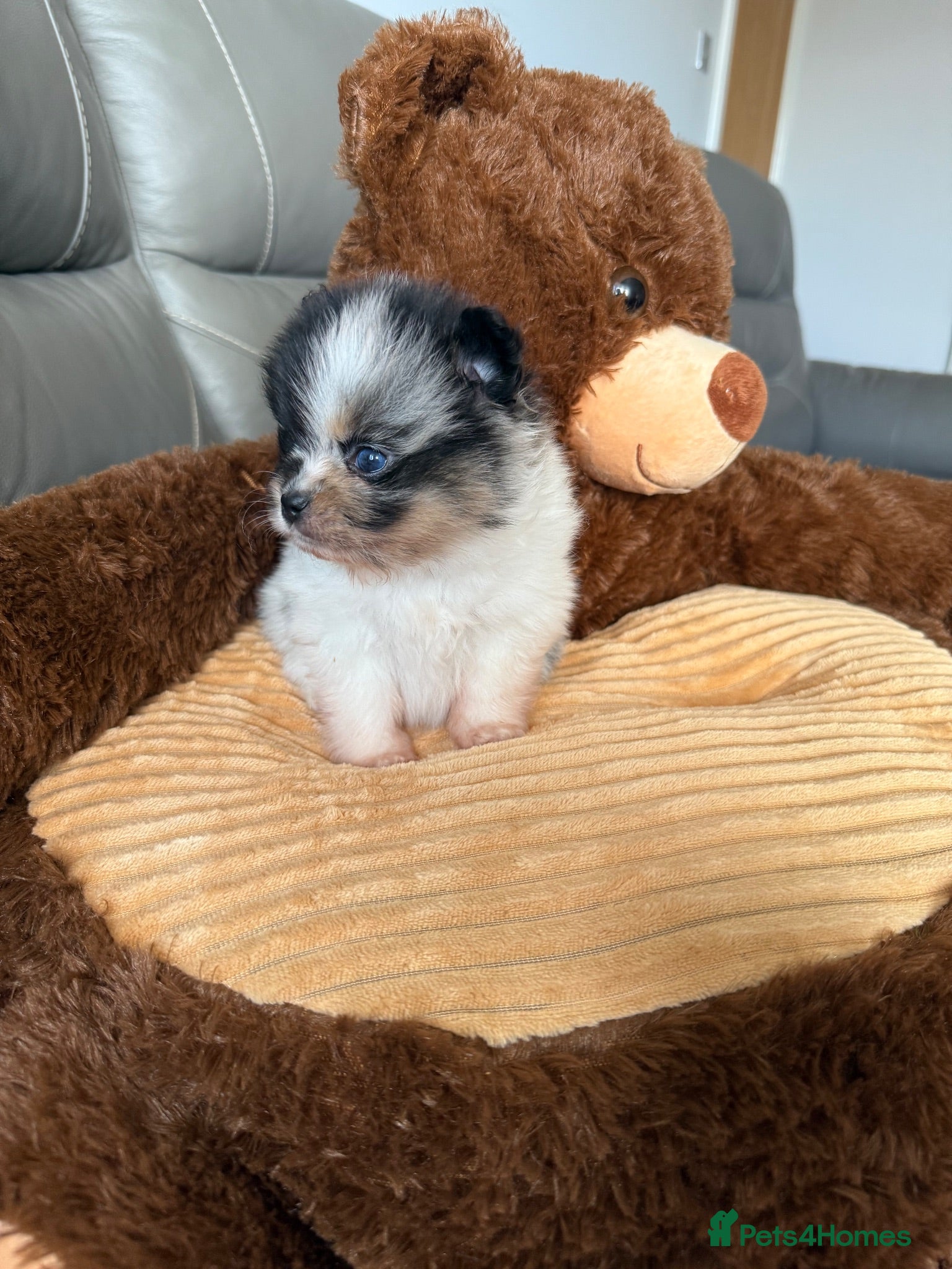 Pomeranian dogs Unique Parti Merle blue eye 💎 - Advert 1