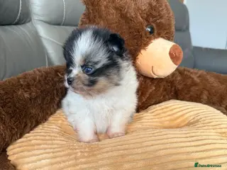 Pomeranian dogs Unique Parti Merle blue eye 💎 - Advert 1