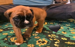 Boxer dogs for sale: 4 KC REG - COI 0% - Multi Champion Bloodline Pups - Image 2