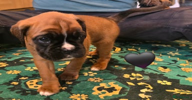 Boxer dogs - Advert 3