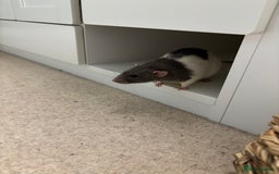 Rat rodents for sale: Four cute friendly brothers  - Advert 8