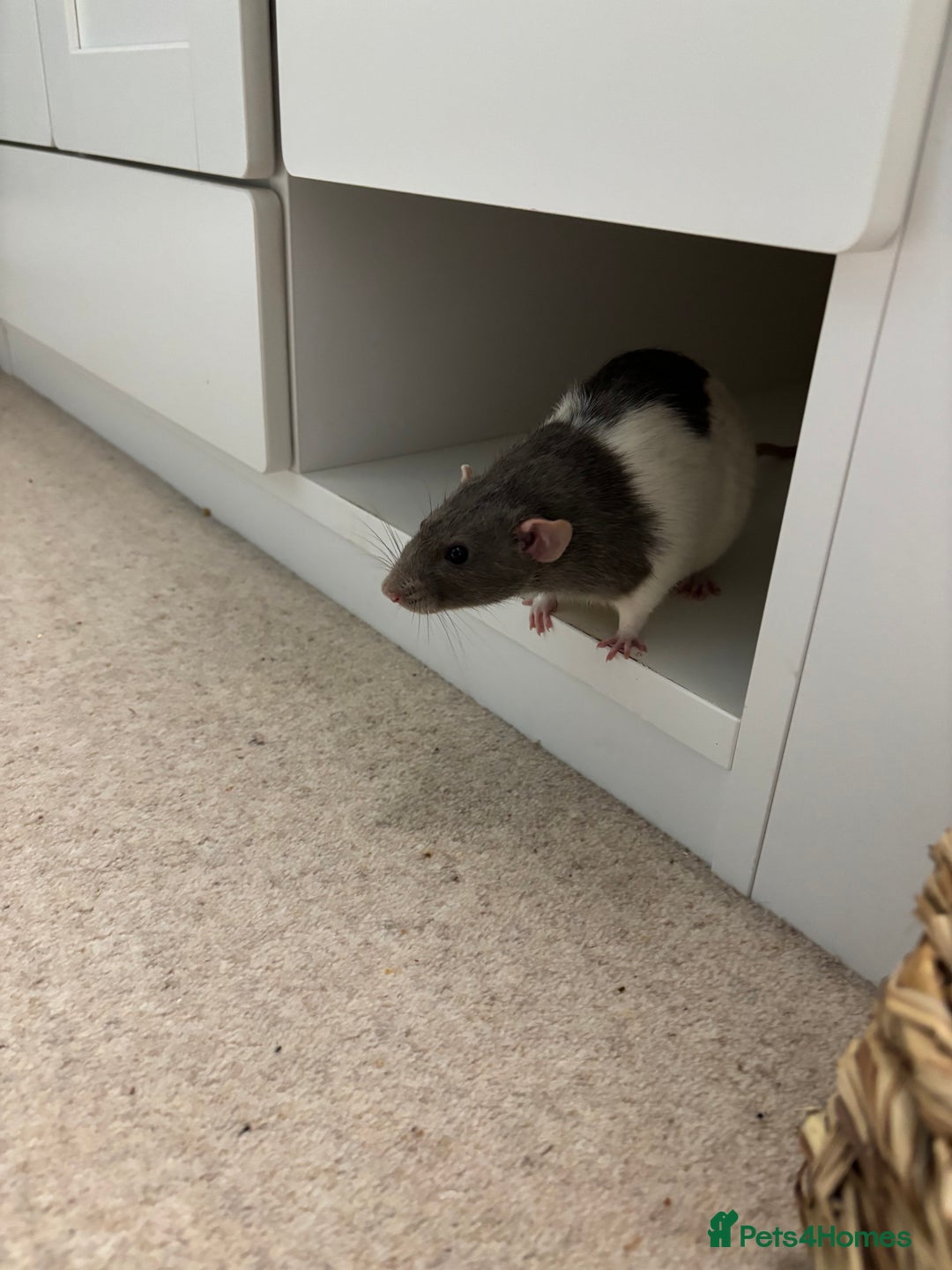 Rat rodents for sale: Four cute friendly brothers  - Advert 8