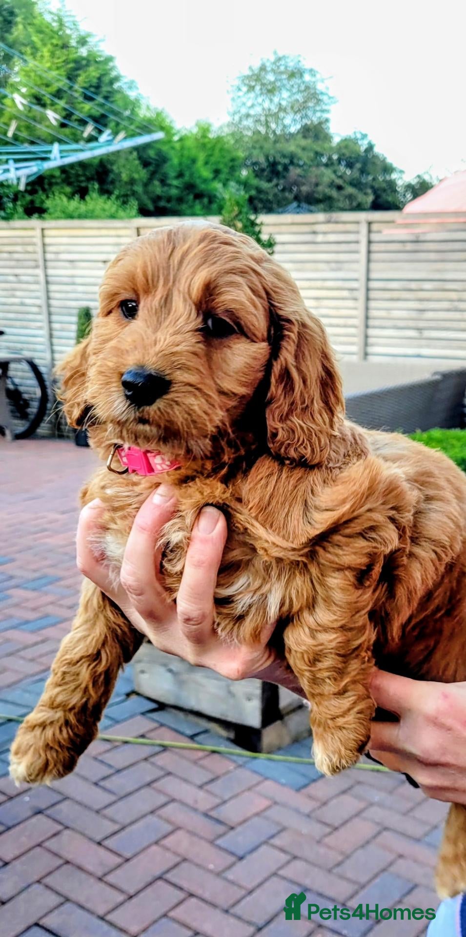 Cockapoo dogs F1 Cockapoo puppies PRA CLEAR Red - Advert 2