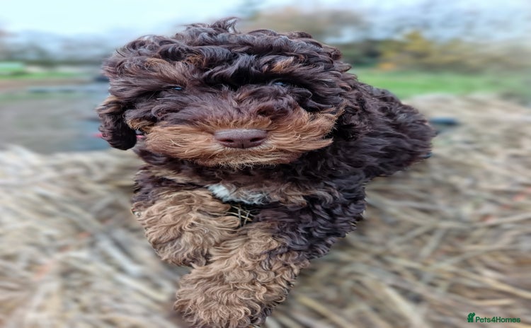 Labradoodle dogs Mini Labradoodles🐾🌟 Vaccinated Ready Now🌟🐾 - Advert 1