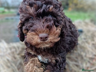 Labradoodle dogs Mini Labradoodles🐾🌟 Vaccinated Ready Now🌟🐾 - Advert 5