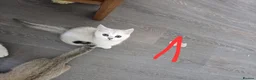 British Shorthair cats for sale: 3 white kittens with blue-green eyes for sale.  - Advert 11