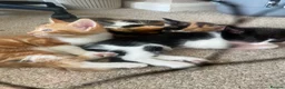 Mixed Breed cats for sale: kittens  - Advert 2