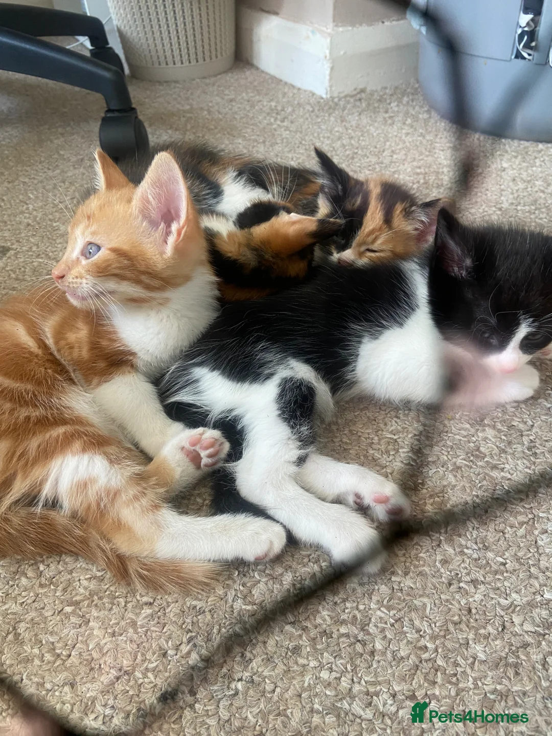 Mixed Breed cats for sale: kittens  - Advert 2