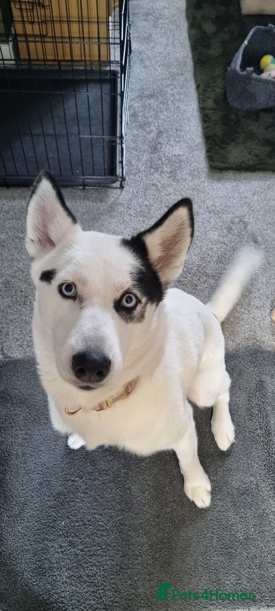 Mixed Breed dogs for sale: Dalsky looking for forever home - Image 8