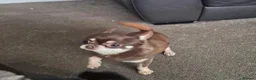 Chihuahua dogs for sale: Gorgeous Boy Chihuahua  - Advert 5