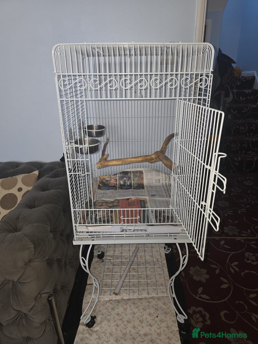 Parakeets birds for sale: Alexandrine Parakeet Baby - Advert 4