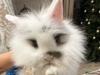 Lionhead rabbits Baby Rabbit - Advert 12