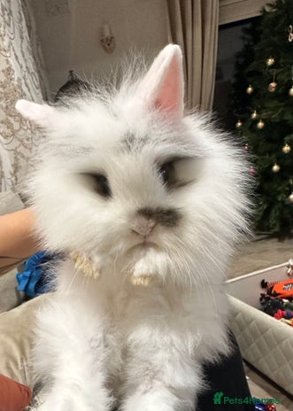 Lionhead rabbits Baby Rabbit - Advert 12