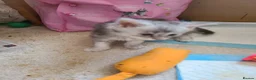 Maine Coon cats for sale: Maine coon kittens - Advert 2