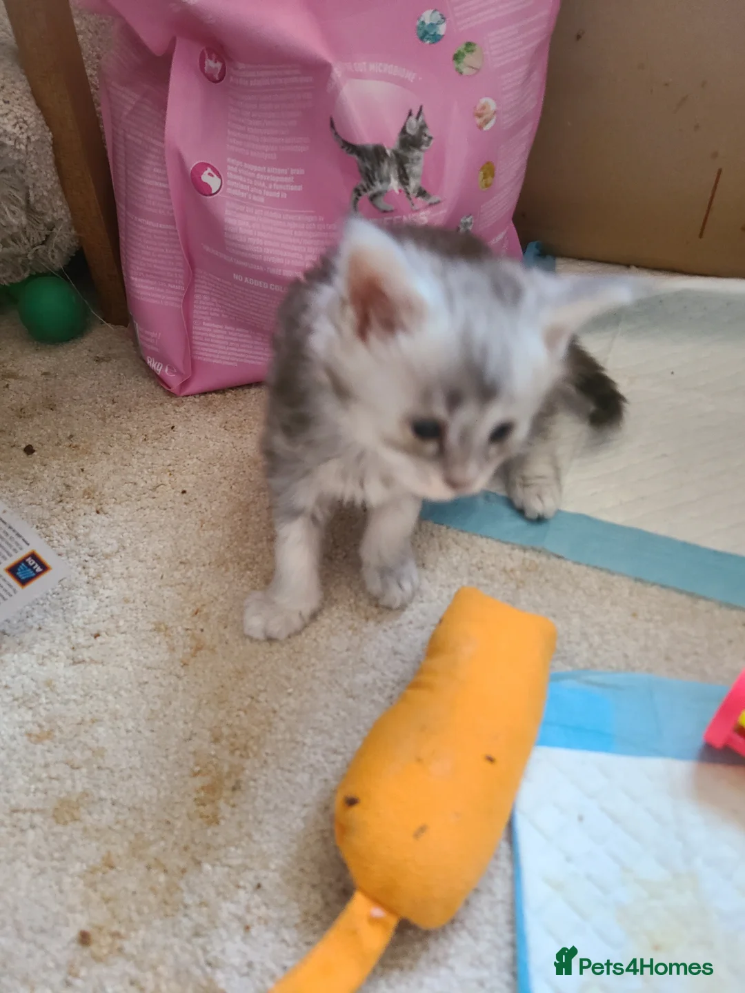 Maine Coon cats for sale: Maine coon kittens - Advert 2
