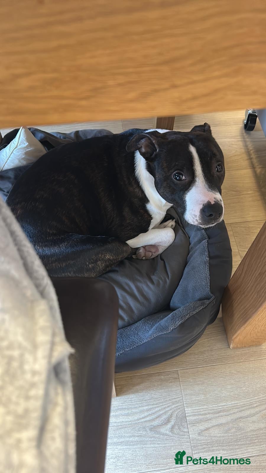 Mixed Breed dogs Eggsy - Advert 13