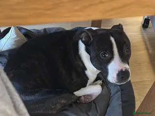 Mixed Breed dogs Eggsy - Advert 1