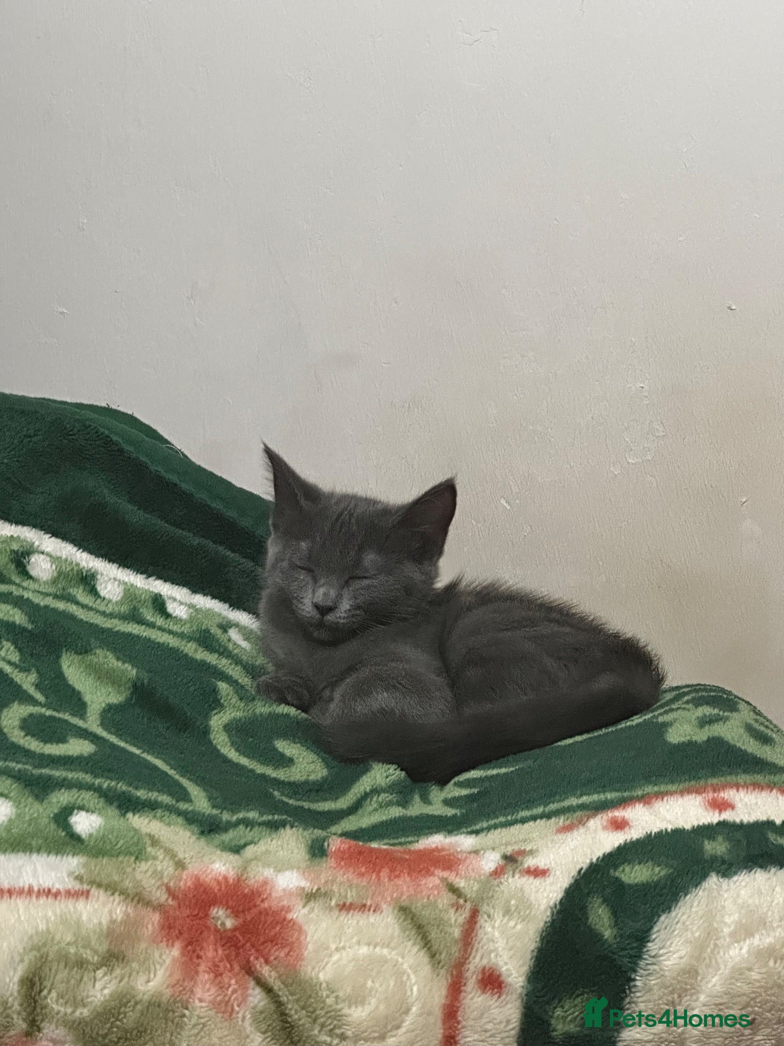 British Shorthair cats Kitten British shorthair  - Advert 1