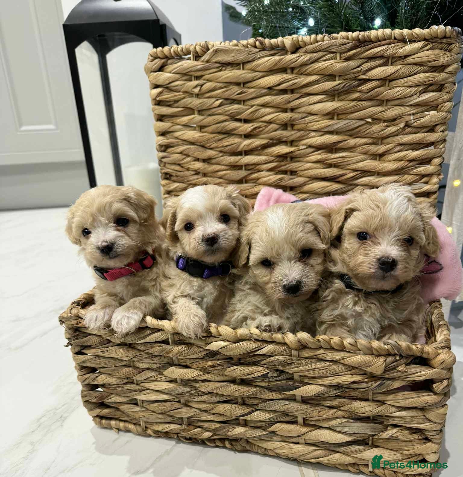 Maltipoo dogs 6 Gorgeous F1 Maltipoos Ready soon! - Advert 16