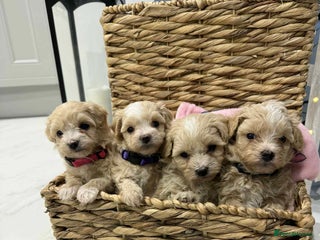 Maltipoo dogs 6 Gorgeous F1 Maltipoos Ready soon! - Advert 11