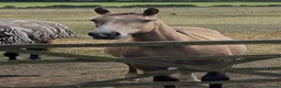 Irish Draught horses for sale: Sweet quiet boy for sale - Advert 3