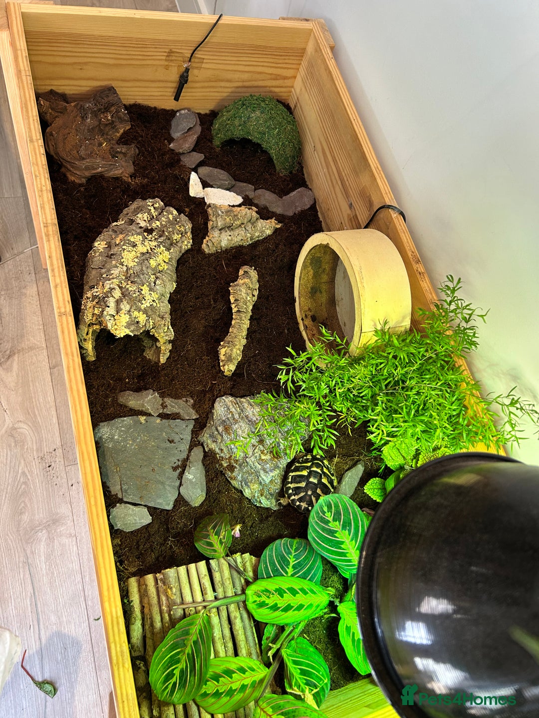 Hermann Tortoise reptiles for sale: Two Dwarf Hermann Tortoises & full set-up - Image 16