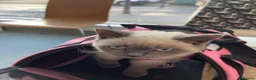 Ragdoll cats for sale: Siena  - Advert 10