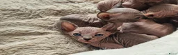 Sphynx cats for sale: 5 star kittens for 5 star homes - Advert 17