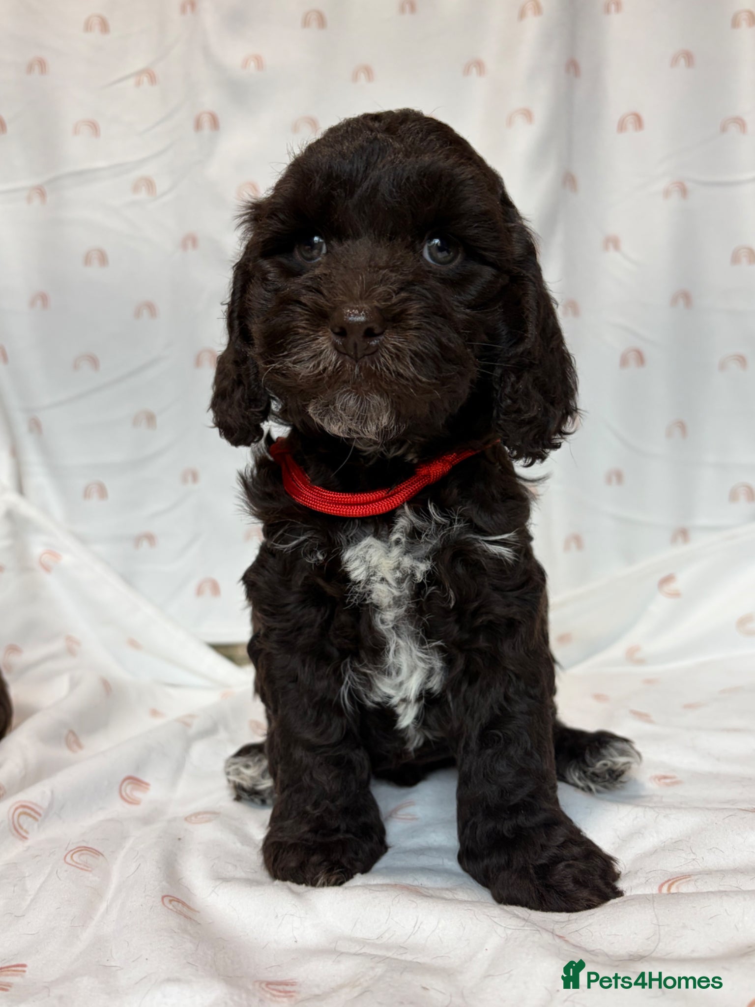 Cockapoo dogs F1 cockapoo puppies.  - Advert 2