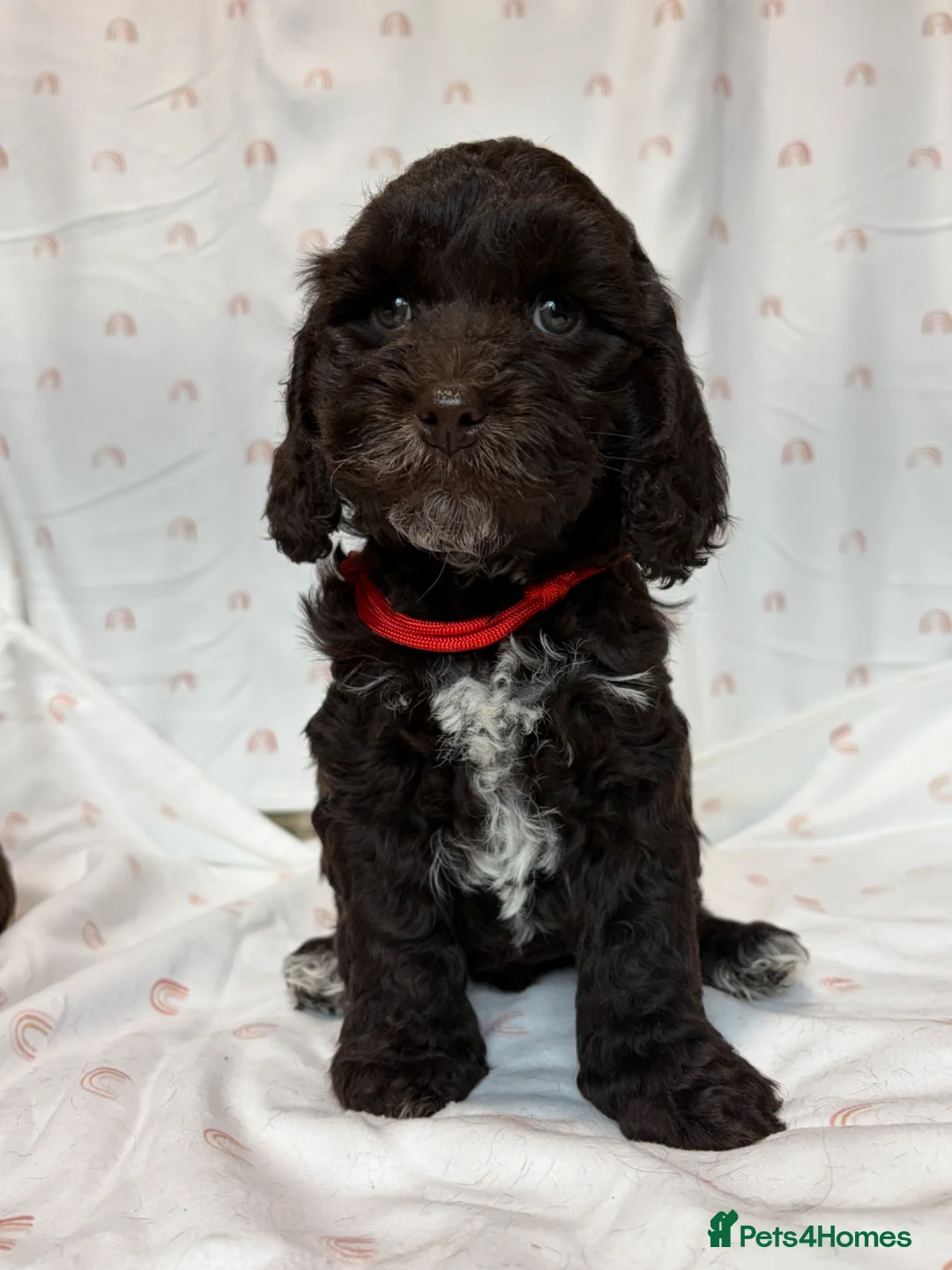 Cockapoo dogs for sale: F1 cockapoo puppies.  - Advert 2