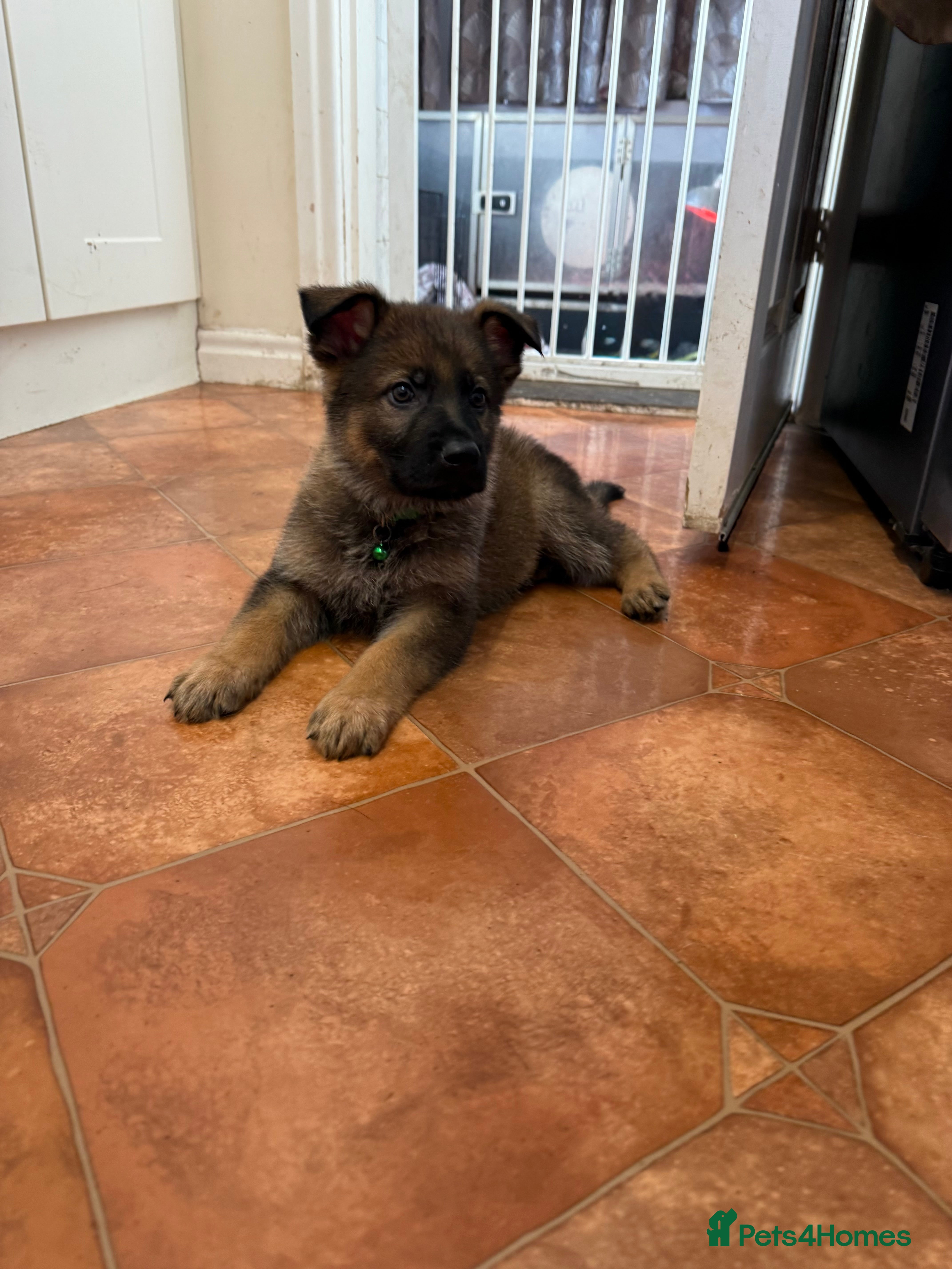 German Shepherd dogs KC Registered & Bred From Health Tested Parents  - Advert 3