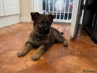 German Shepherd dogs KC Registered & Bred From Health Tested Parents - Advert 11