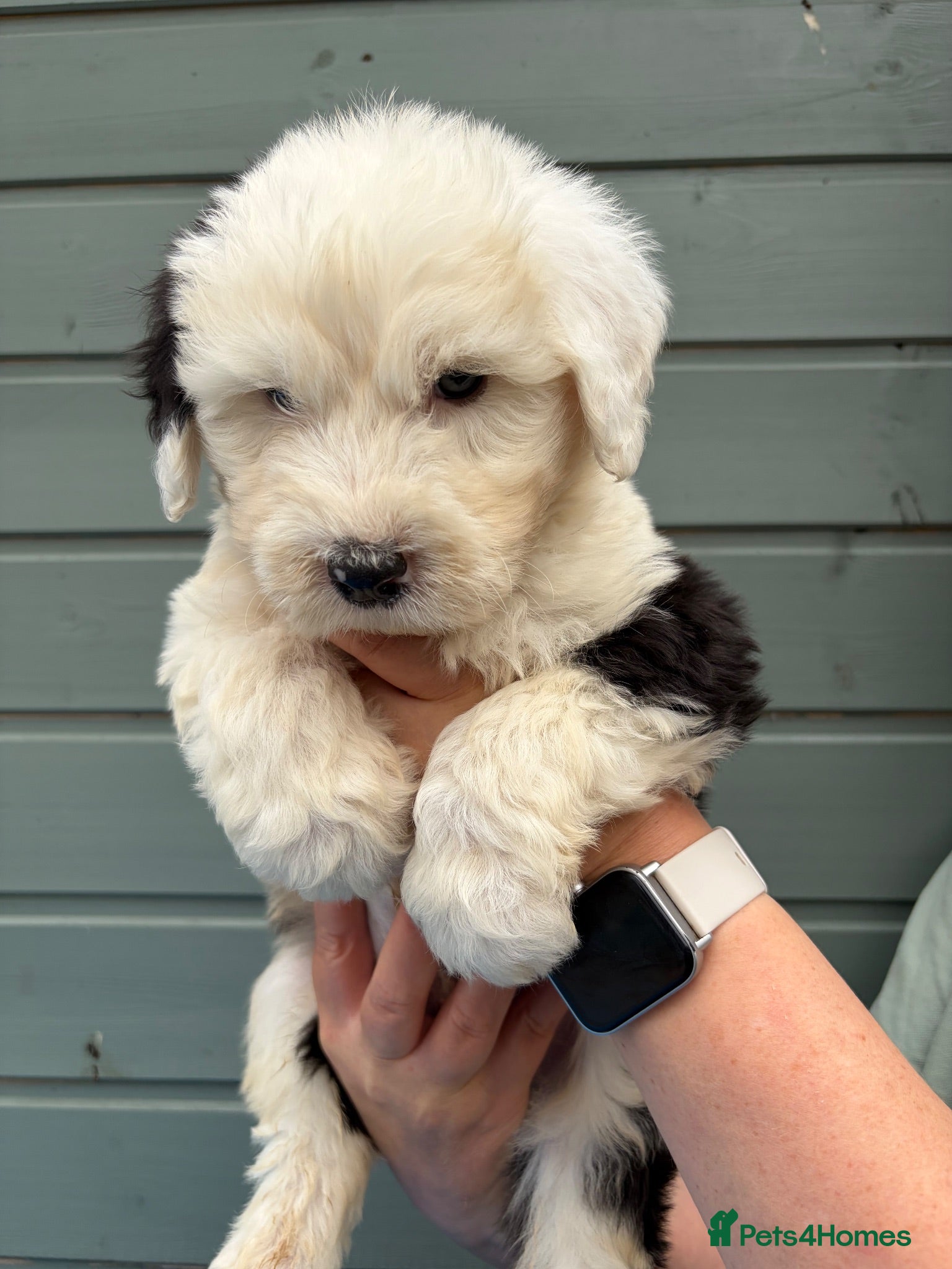 Old English Sheepdog dogs Kc Registered Old English Sheepdogs  - Advert 2