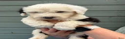 Old English Sheepdog dogs for sale: Kc Registered Old English Sheepdogs  - Advert 11