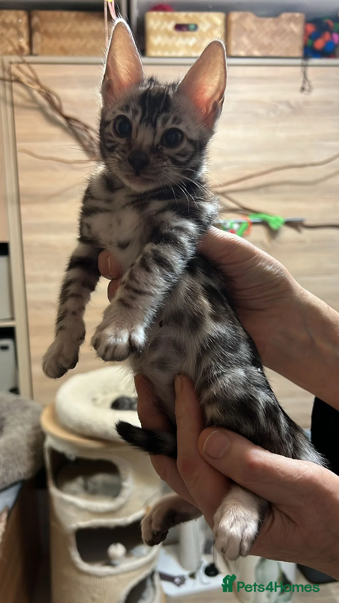 Bengal cats for sale: Pure Bengal kittens for sale just 2 boys left.  - Advert 7