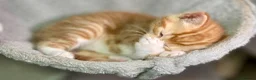 Mixed Breed cats for sale: 2 Gorgeous Ginger Male Kittens - Advert 18