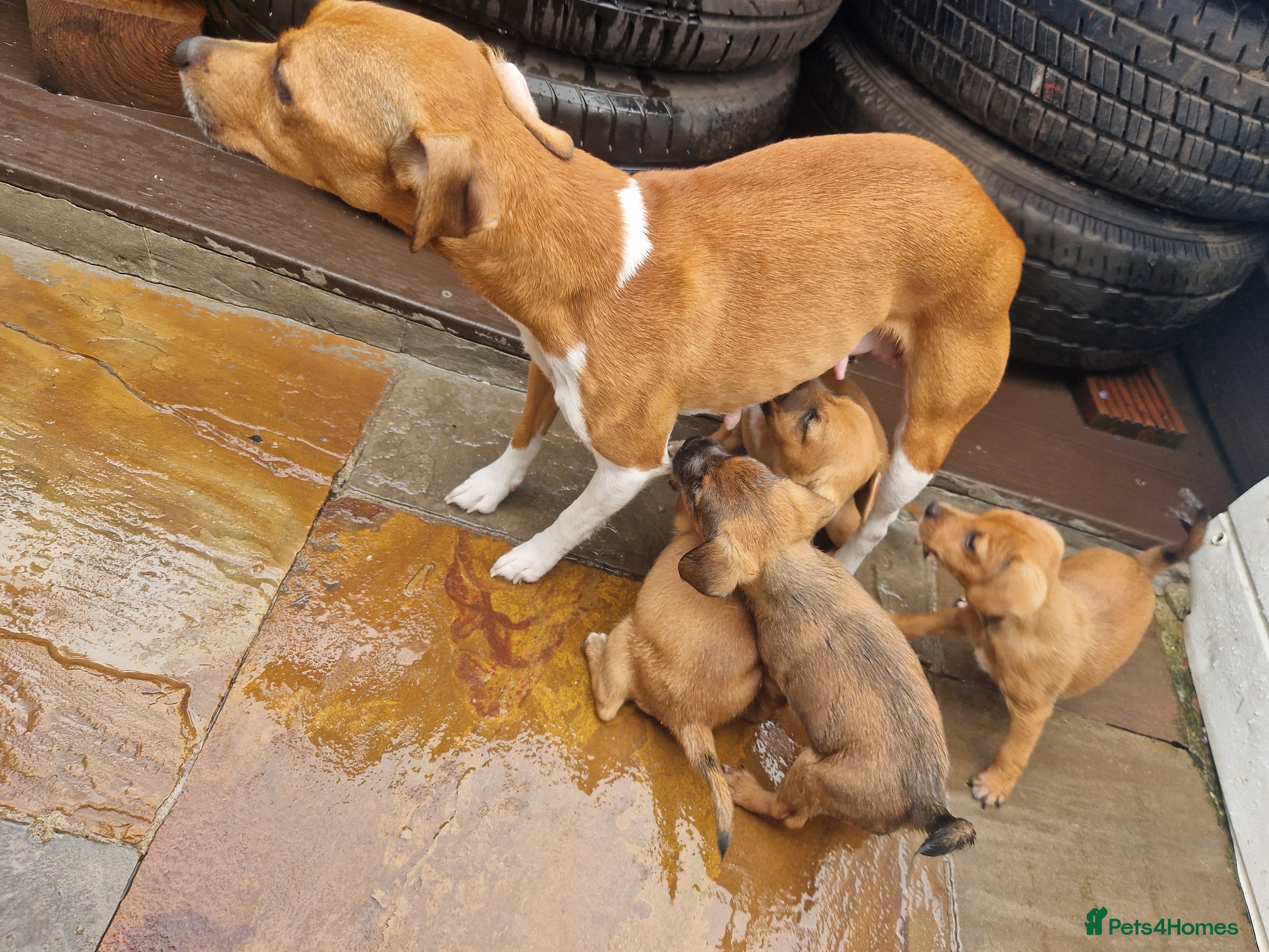 Plummer Terrier dogs for sale: Plummer cross lakeland puppy's  - Advert 8