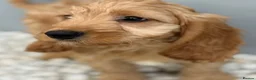 Cockapoo dogs for sale: Cockapoo Puppies in Glasgow - Advert 1