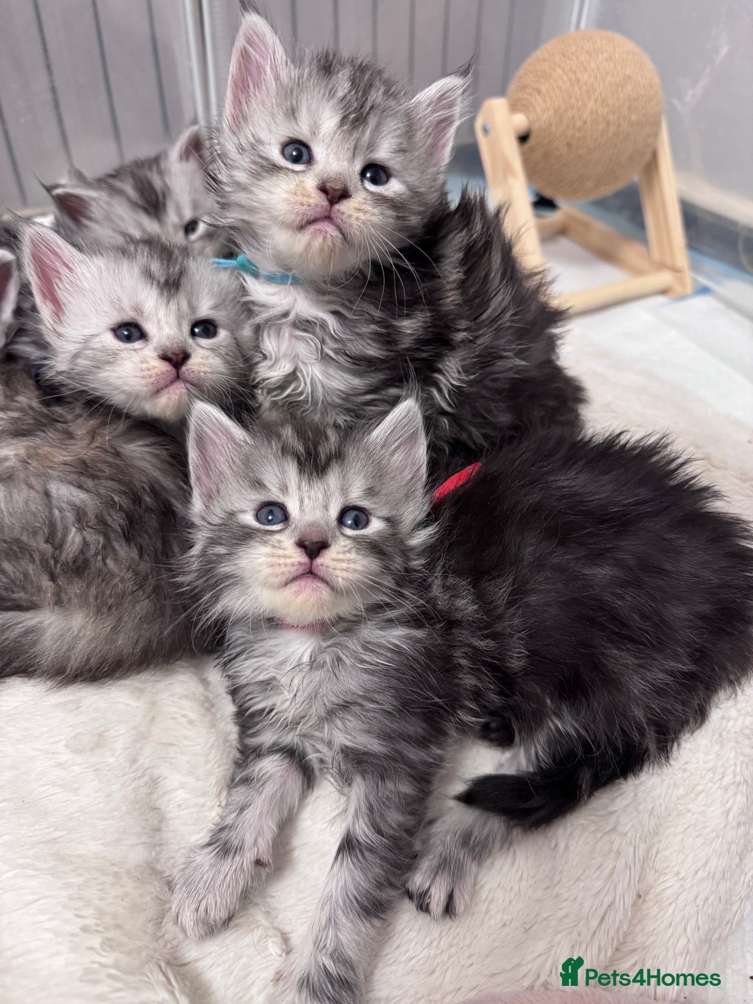 Maine Coon cats for sale: 🌟🌟Beautiful  Maine Coon kittens 🌟🌟🌟 - Advert 8