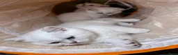 British Shorthair cats for sale: Stunning GCCF Gold/Silver Tipped BSH Kittens - Advert 12