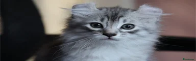 American Curl black silver tabby longhair boy